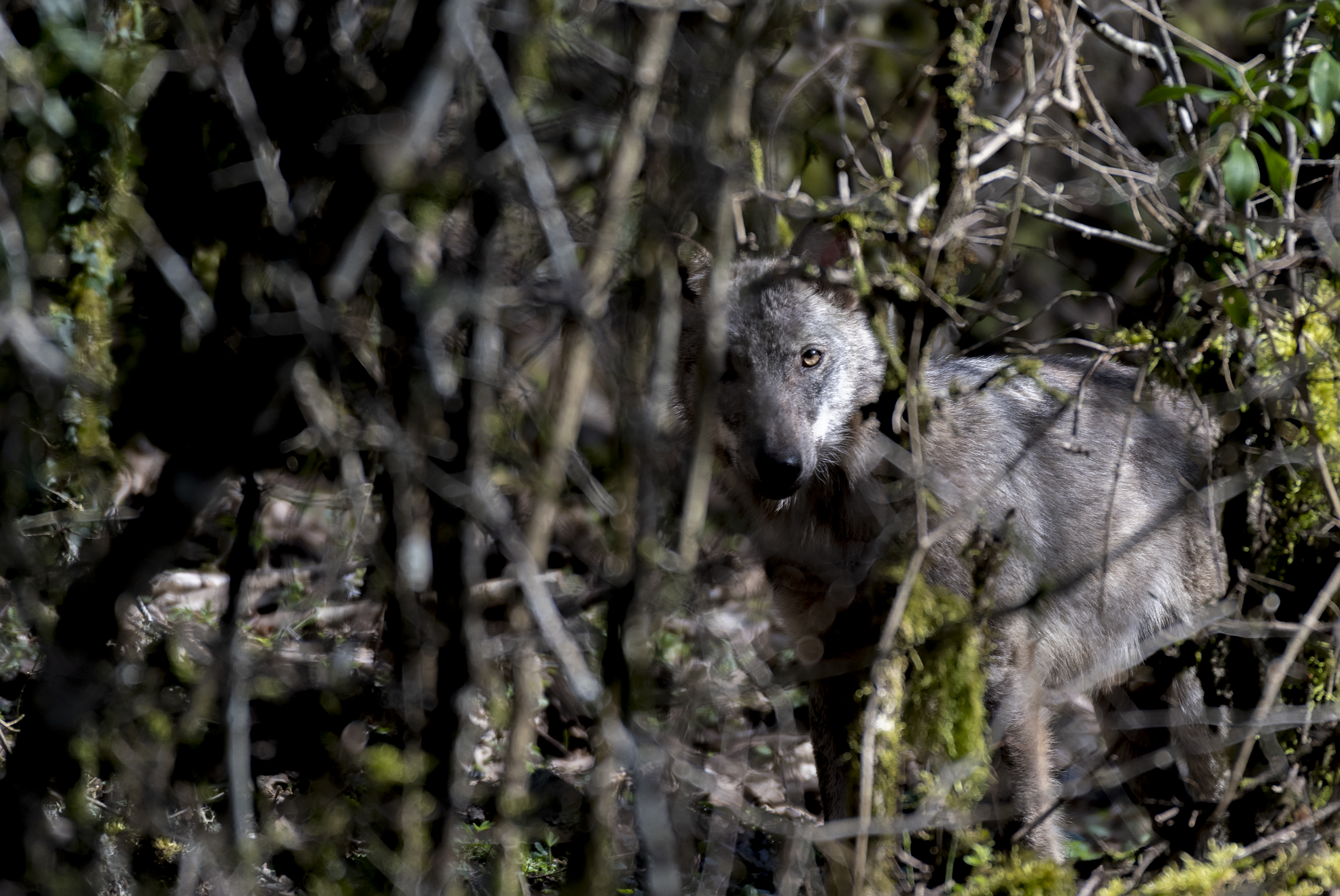 wolf